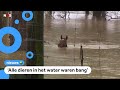 Paarden en koeien onder water door overstromingen in Australië