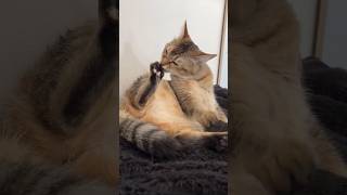 毛づくろいしてると手がぴこぴこしちゃう猫 #shorts