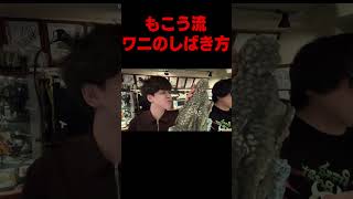ワニのしばき方 #よしなま＃もこう＃蛇足