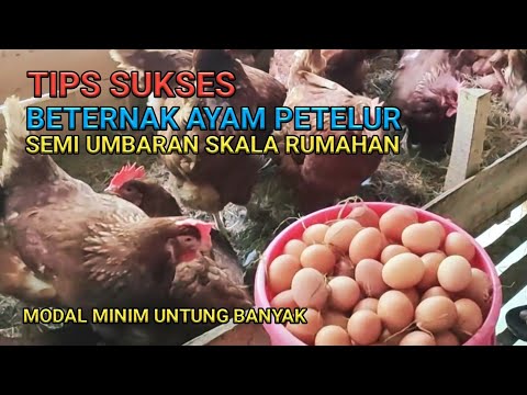 , title : 'Tips Sukses Beternak Ayam Petelur Semi Umbaran Skala Rumahan'