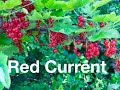 RED CURRENT HEALTH BENEFITS
