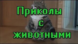 Зверушки 1 | Весёлая подборка приколов с животными
