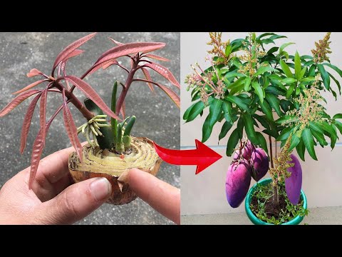 SUMMARY OF MANGO GROWING TECHNIQUES, using only bananas or onions in many ways