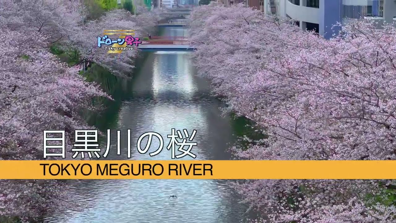 東京の空からお花見「大人気の目黒川の桜が綺麗すぎた」ドローン男子空撮