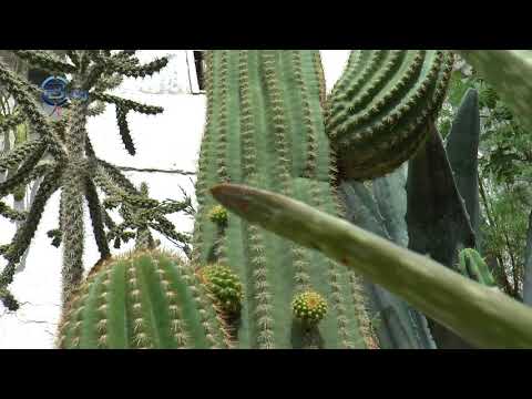 fogyhat a kaktusz