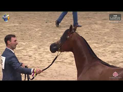 N 52 SAMARA K A    40th All Nations Cup Aachen 2024   Fillies 3 Year