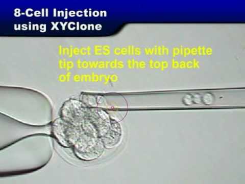 XYClone Laser: 8-cell Embryo Injection (Transgenic Mice)