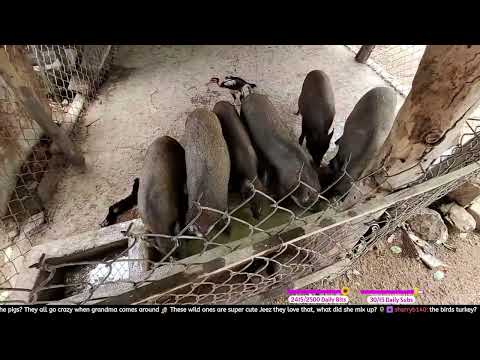 #thaosweetcorn on #Twitch | Phu Yen Vn | Making Banh Tet  w/ @thaosweetcorn