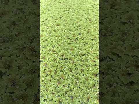 jual rumput azolla untuk pakan ayam, bebek, entok, kelinci #shorts