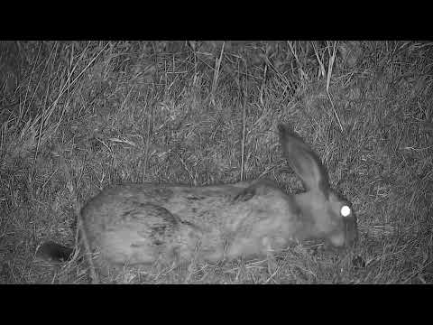 Djuma: Scrub Hare - 02:48 - 10/22/2022