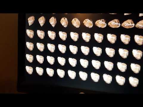 Colour Maximite 2 Computer CMM2 Blit Test OidZone Color