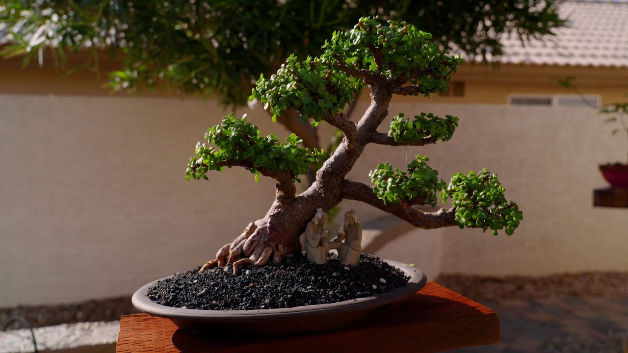 50 Years of Tucson Bonsai