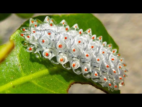 image-What is the prettiest bug in the world?