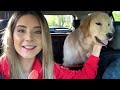 Golden Retriever - Surprising My Dog With His Girlfriends