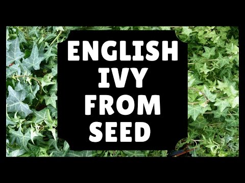 English Ivy From Seed (Part 1)