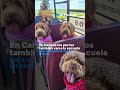 En Canad&aacute; los perros tambi&eacute;n van a la escuela