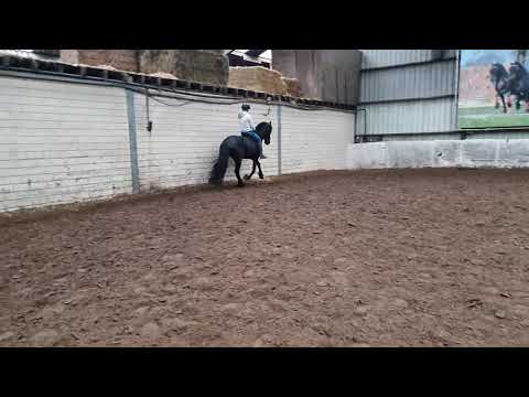 Stal Okkema's Foane - Nane x Reinder - stallion - 2017 - riding bareback
