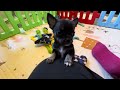 Chihuahua dogs for sale: Sid - Video 1