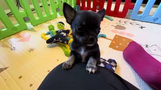 Video preview image #12 Chihuahua Puppy For Sale in CHARLESTON, AR, USA