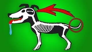 NEVER DO THIS TO YOUR DOG!