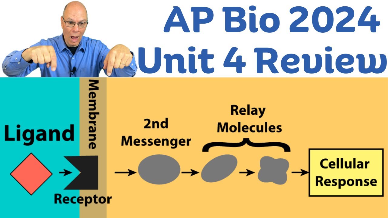 Unit 4 AP Bio Review  Cell Communication, Feedback, and the Cell Cycle