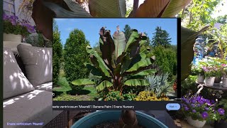 Growing Red Banana Tree Ensete Maurelii