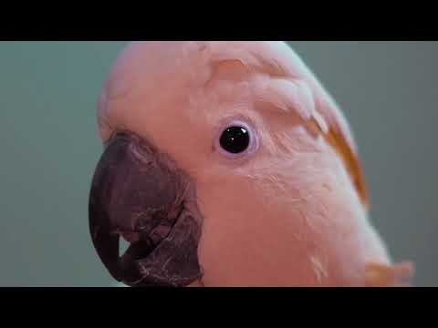 Ya no me susurran las olas