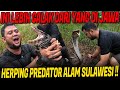 SEARCHING FOR THE EXISTENCE OF HUMAN EATING PYTHON SNAKES IN SULAWESI FINAL PART