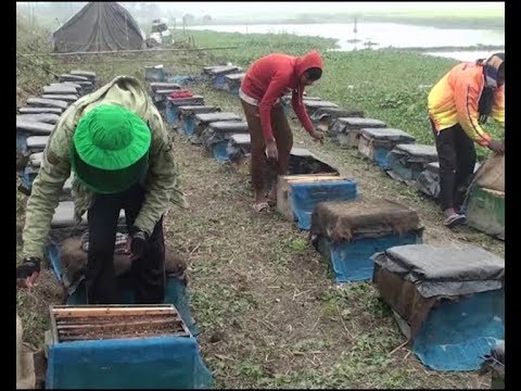 গাজীপুরে মৌ-চাষে অনেকেই স্বাবলম্বী