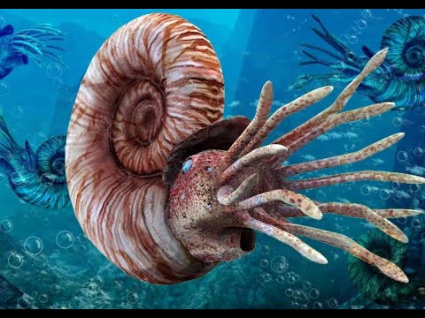 На месте Урала было ... море! Увлекательная выставка находок палеонтологов в Екатеринбурге