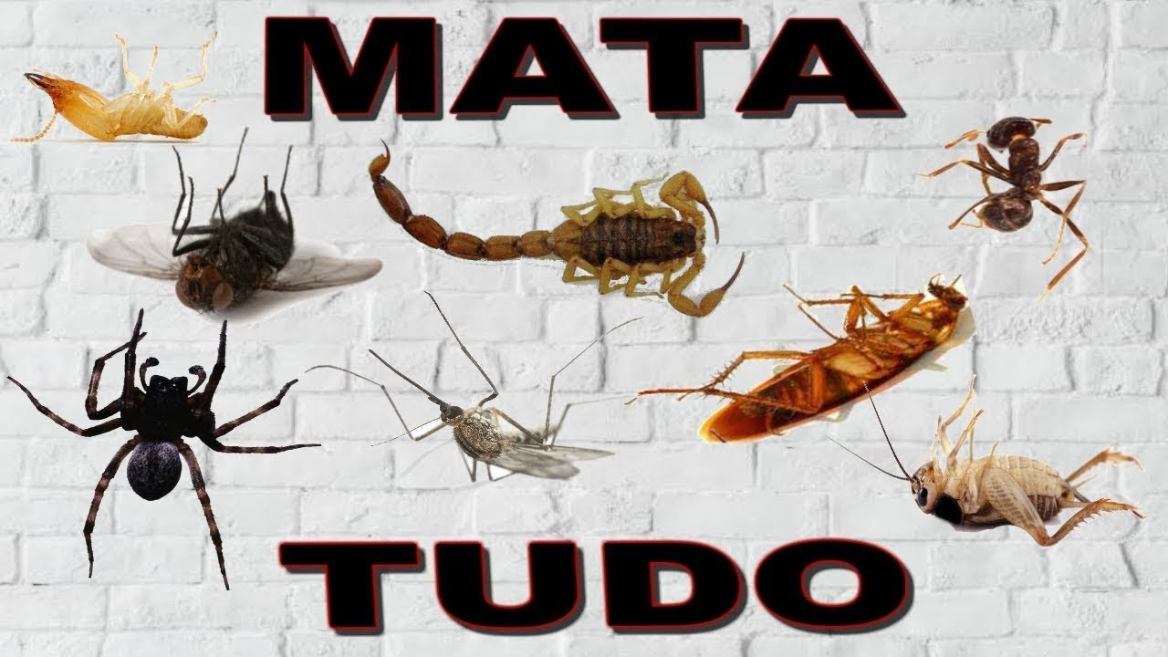 O MELHOR INSETICIDA CASEIRO QUE EXISTE. SIMPLES DE FAZER E FATAL!