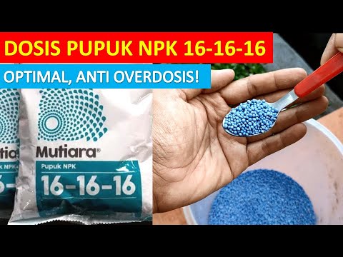 Cara pakai/aplikasi & dosis/takaran pupuk npk mutiara 16 16 16