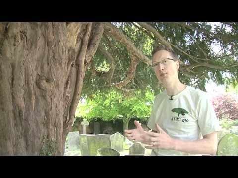 download lagu mp3 mp4 A Yew Tree, download lagu A Yew Tree gratis, unduh video klip A Yew Tree