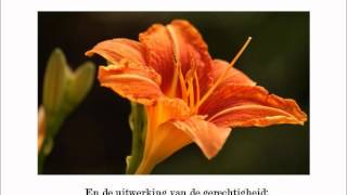 Shelter - Sons Of Korah