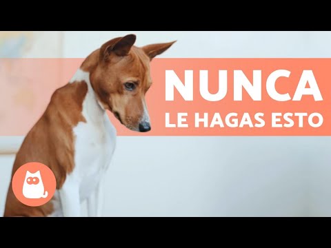 12 THINGS you SHOULDN'T do with YOUR DOG🐶