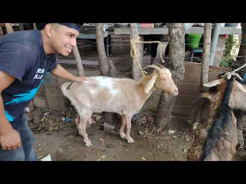 Cabra buena para la leche de 3 litros en El Transito San Miguel El Salvador On 