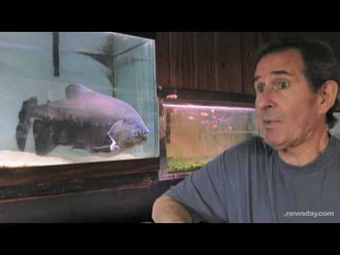 43-year old fish on display at LI pet shop