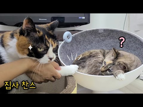 구박받던 고양이의 왕발을 보여줬더니 반응이? 소심한 나비 기 살려주기!