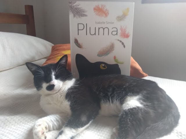 Vídeo relacionado con Pluma (Álbumes)