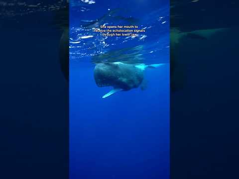 Being clicked by a sperm whale is such an experience!! #spermwhale #dominica #whales #ocean #snorkel