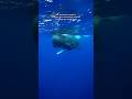 Being Clicked By A Sperm Whale Is Such An Experience Spermwhale Dominica Whales Ocean Snorkel
