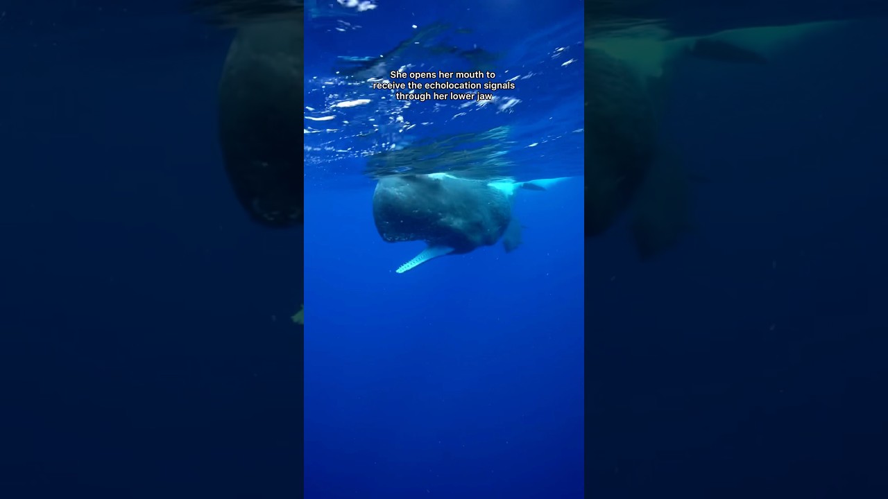 Being clicked by a sperm whale is such an experience!! #spermwhale #dominica #whales #ocean #snorkel