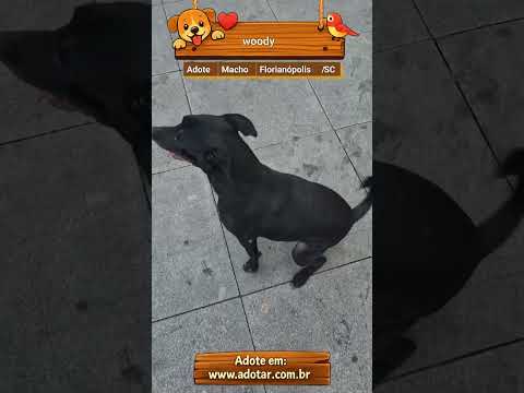 Vídeo de woody