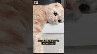 Download lagu Kucing π₯ mp3 Download lagu Kucing π₯ mp3
