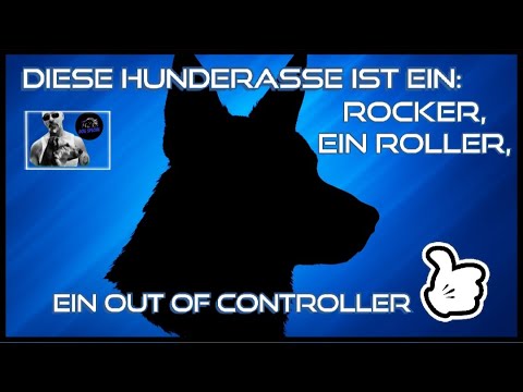 This dog breed is a ROCKER, a ROLLER, an OUT OF CONTROLLER