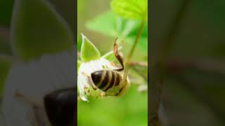 Download lagu Beautiful Bee/4k Ultra hd/The Most Beautiful Bee In The World/Natural Scarce 4k/Bees videos mp3