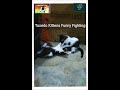 Shorts Kittensfight Tuxedo Kittens Funny Fighting Video Funny Animals Video Fascinating Pets