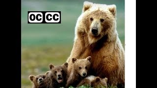 Lyle Lovett - Bears - closed captioned