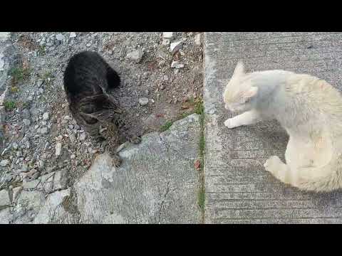 These two cats are fighting for territory.