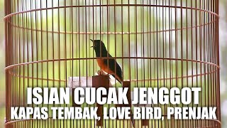 Download lagu Murai Batu Gacor Isian Kapas Tembak, Cucak Jenggot, Lovebird, Prenjak mp3